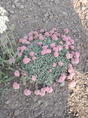 Eriogonum ovalifolium rubidum