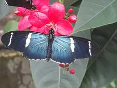 Heliconius sara