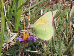 Colias meadii
