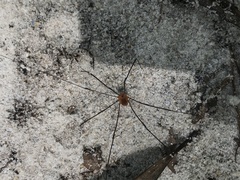 Leiobunum flavum