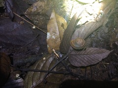 Calaperostoma