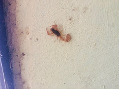 Centruroides ochraceus