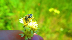 Solidago × krotkovii