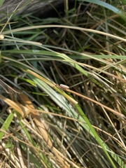 Athysanus argentarius