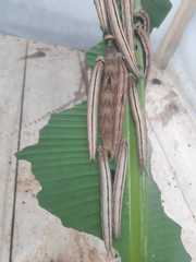 Caligo brasiliensis