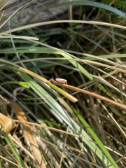 Athysanus argentarius