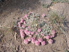 Eriogonum ovalifolium rubidum