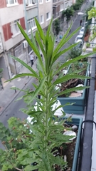 Erigeron