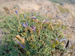Penstemon davidsonii praeteritus