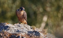 Falco peregrinus
