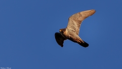 Falco peregrinus