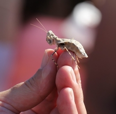 Eremiaphila brunneri