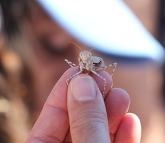 Eremiaphila brunneri