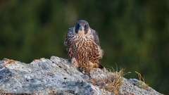 Falco peregrinus