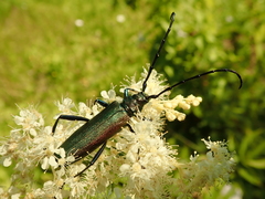 Aromia moschata moschata