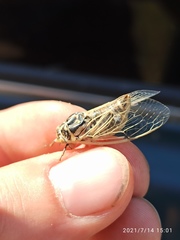 Cicadatra platyptera