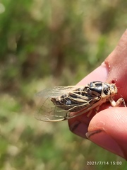Cicadatra platyptera