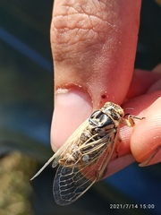 Cicadatra platyptera