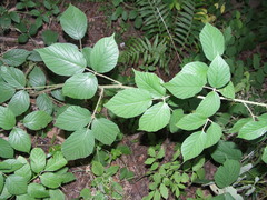 Rubus lusaticus