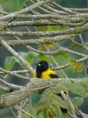 Icterus graduacauda dickeyae