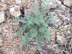 Astragalus lotiflorus