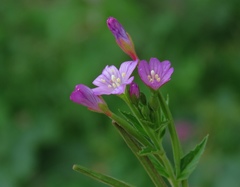 Epilobium alpestre