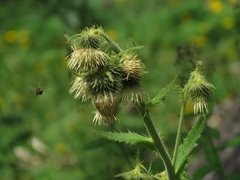 Cirsium carniolicum