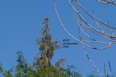 Pitangus sulphuratus