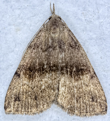 Phalaenostola eumelusalis