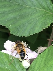 Eristalis pertinax