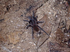 Pseudoschizopelma