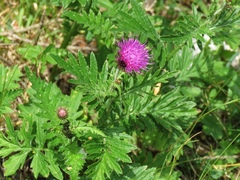 Carduus carduelis