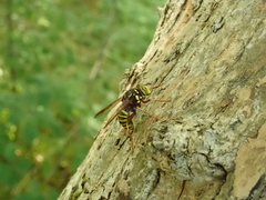 Spilomyia diophthalma