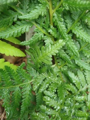 Pteris tremula
