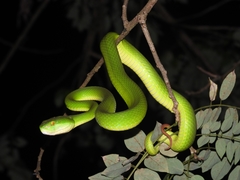 Trimeresurus albolabris