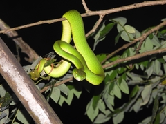 Trimeresurus albolabris