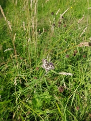 Melanargia galathea