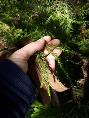 Calluna vulgaris