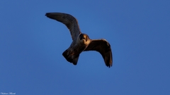 Falco peregrinus