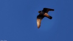Falco peregrinus
