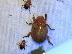 Plutella xylostella-australiana