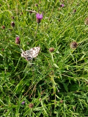 Melanargia galathea