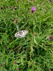Melanargia galathea