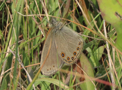 Coenonympha haydenii