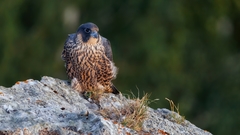 Falco peregrinus