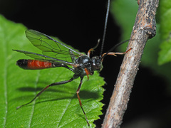 Ichneumonidae