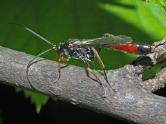 Ichneumonidae