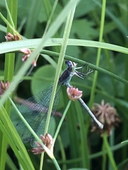 Lestes sponsa