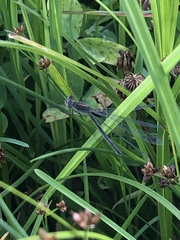 Lestes sponsa