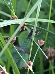 Lestes sponsa